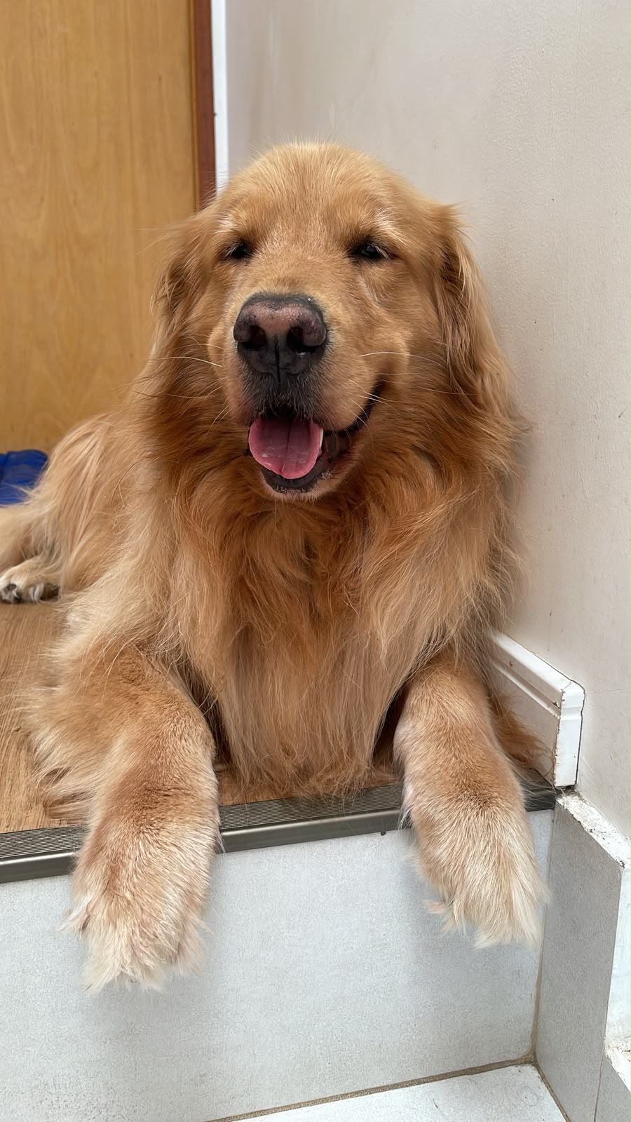 Anakin, golden retriever e irmão do Luke