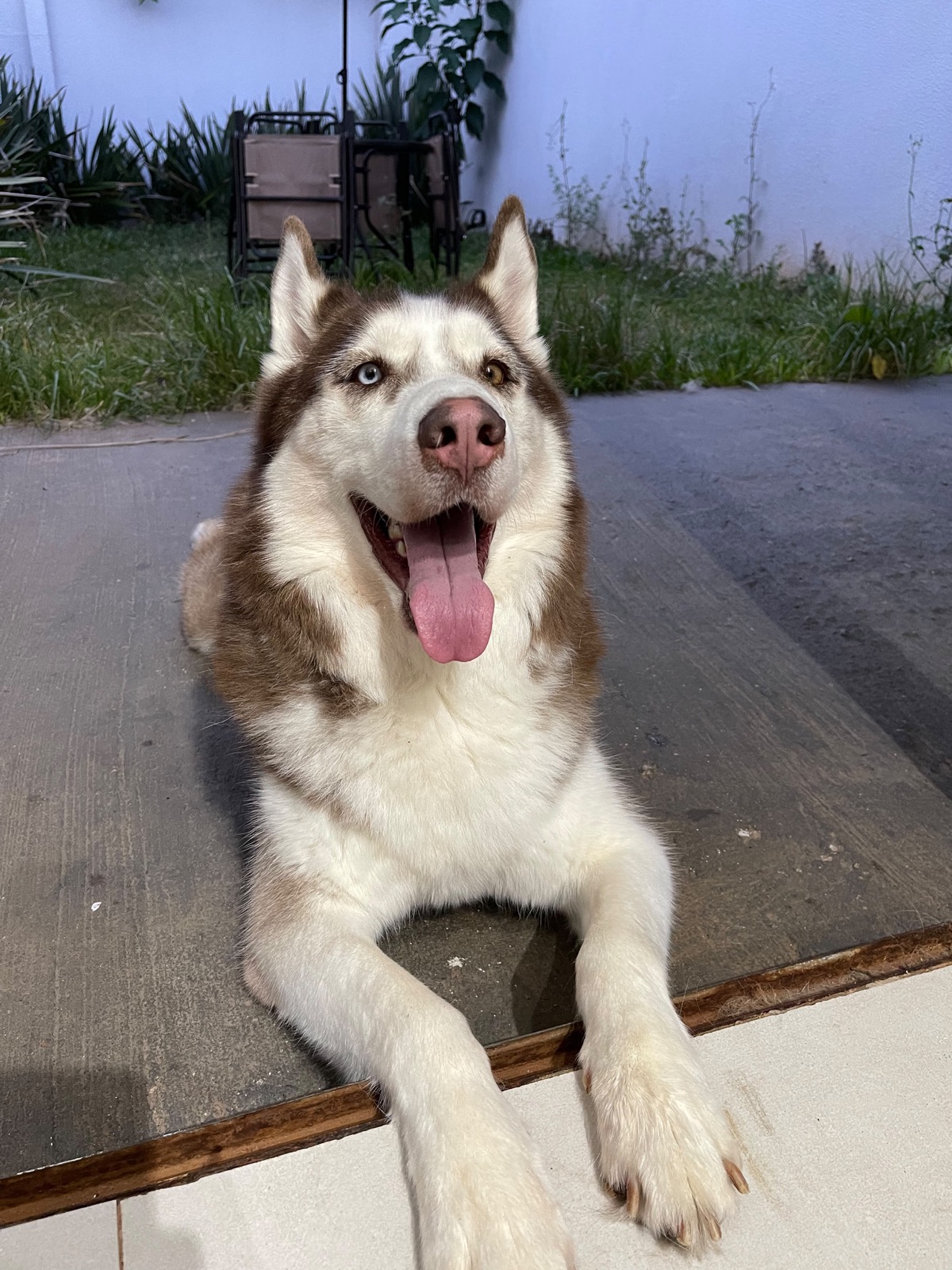 Luke, husky que inspirou a criação da Bidu